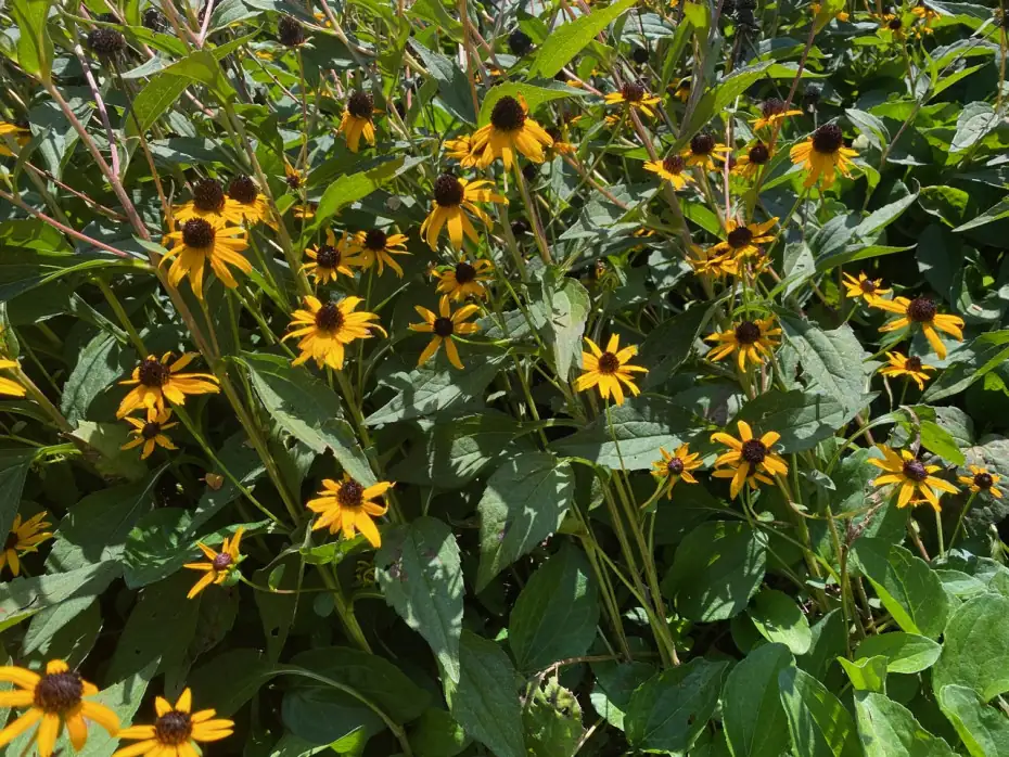 black-eyed susans seeds germinating