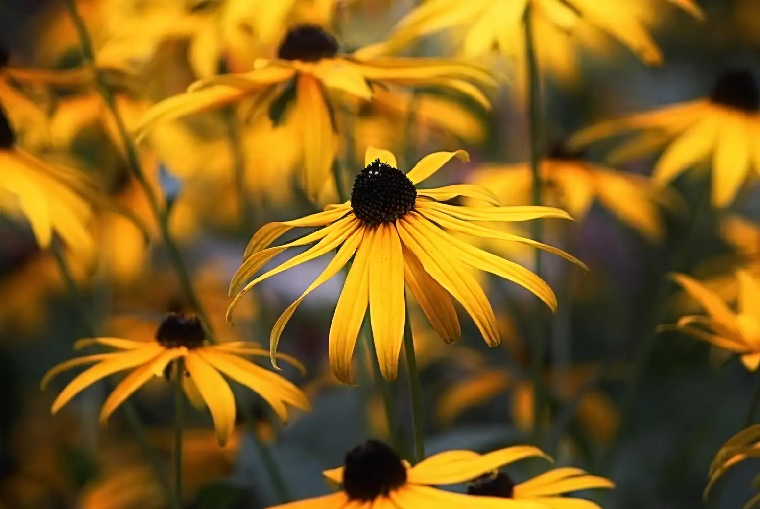 dividing black-eyed susans clumps
