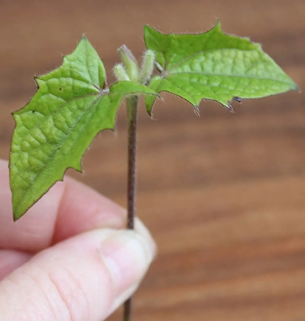 black-eyed susans stem cuttings potting