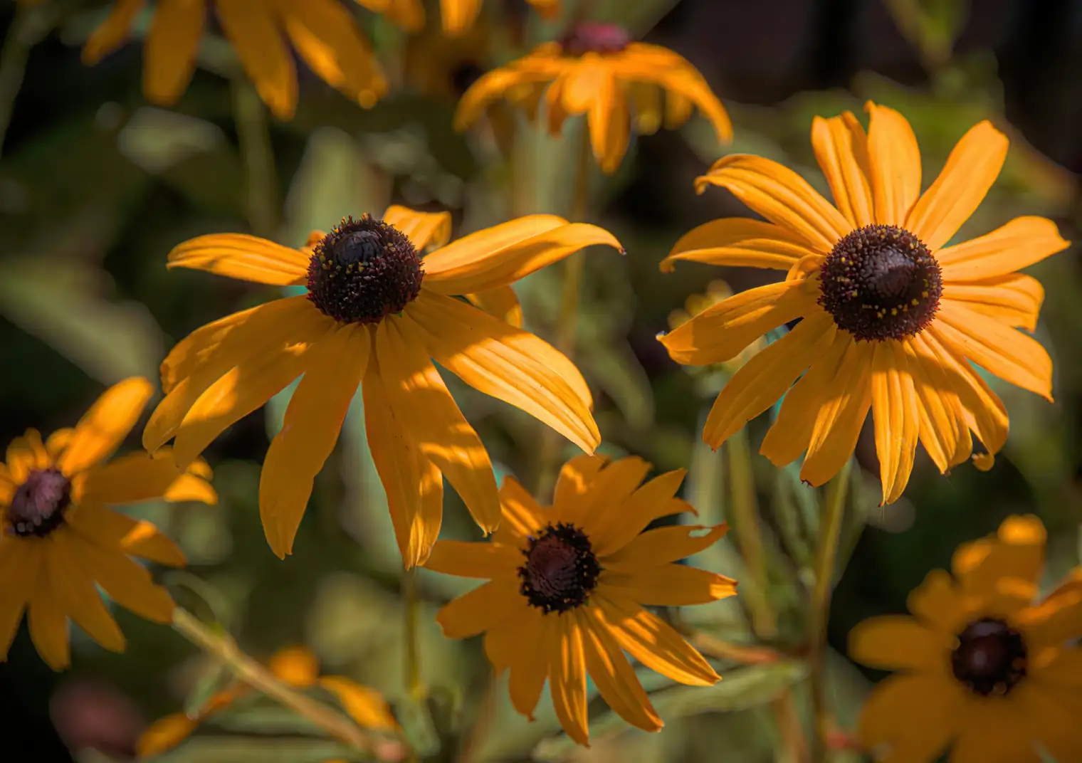 Perfect Plant Pals: Companion Planting with Black-eyed Susans
