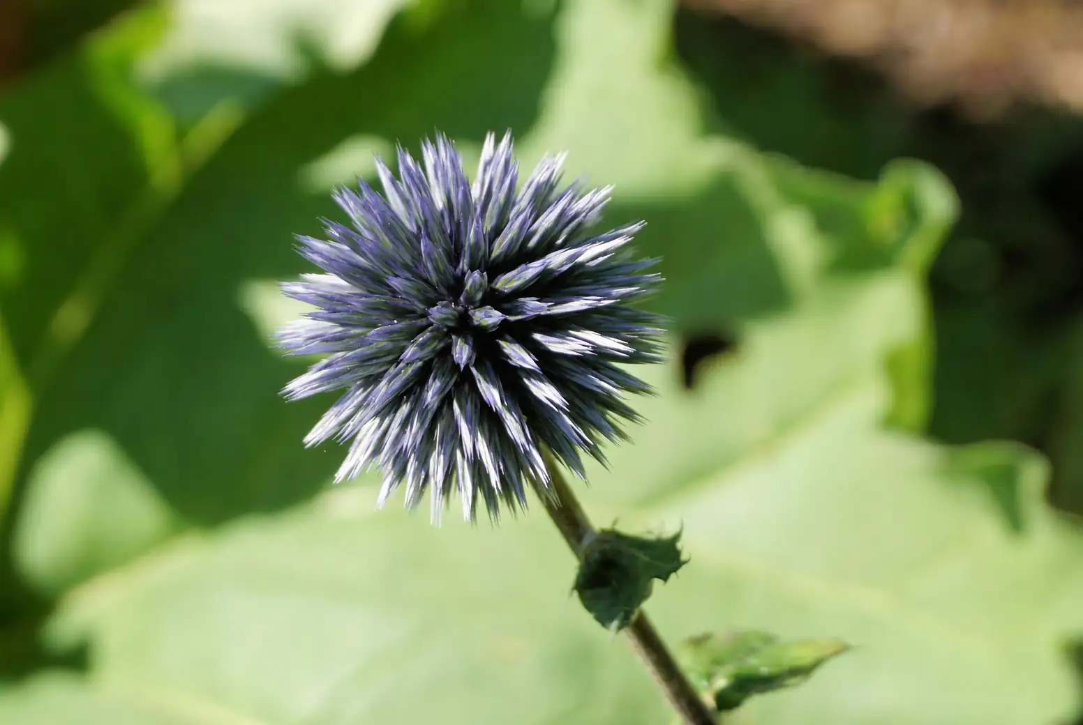 globe thistle blooms garden