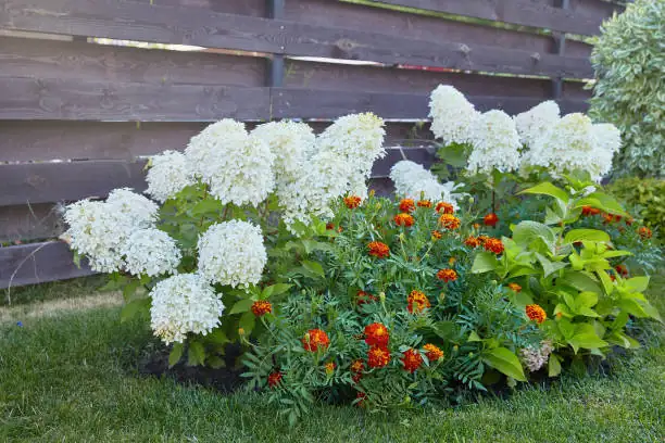 marigolds in garden bed