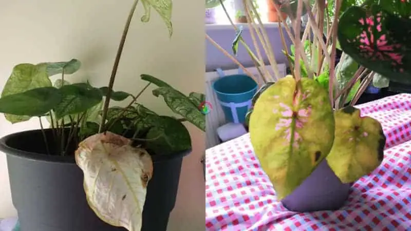 caladium yellow leaves problem