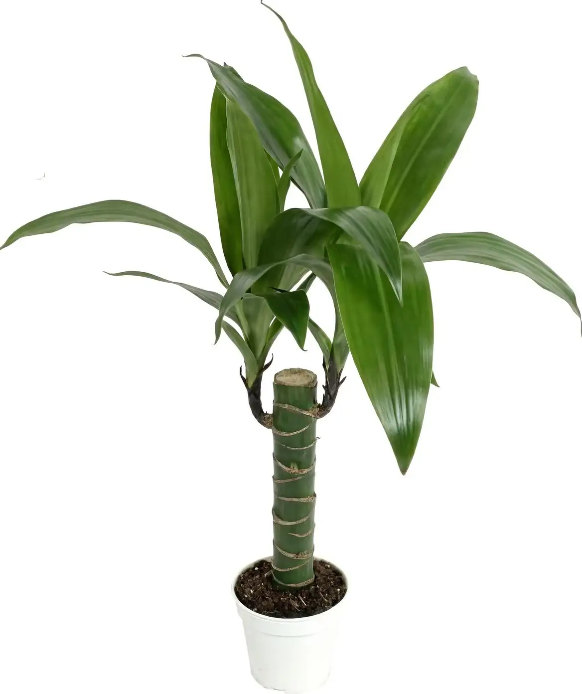 Mastering Corn Plant Care: Your Guide to Thriving Green Companions!