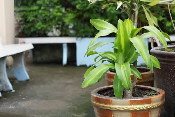 dracaena fragrans near window