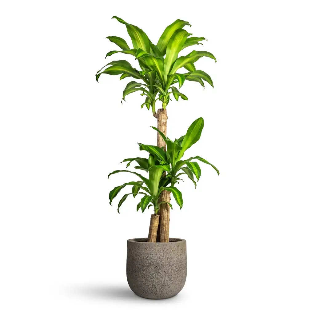 Troubleshooting Your Dracaena: Top Pests and How to Banish Them