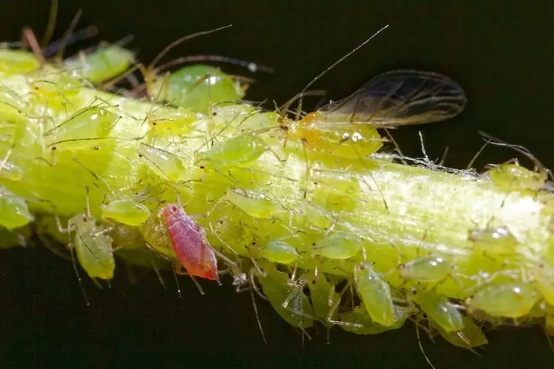 aphids on dracaena stem