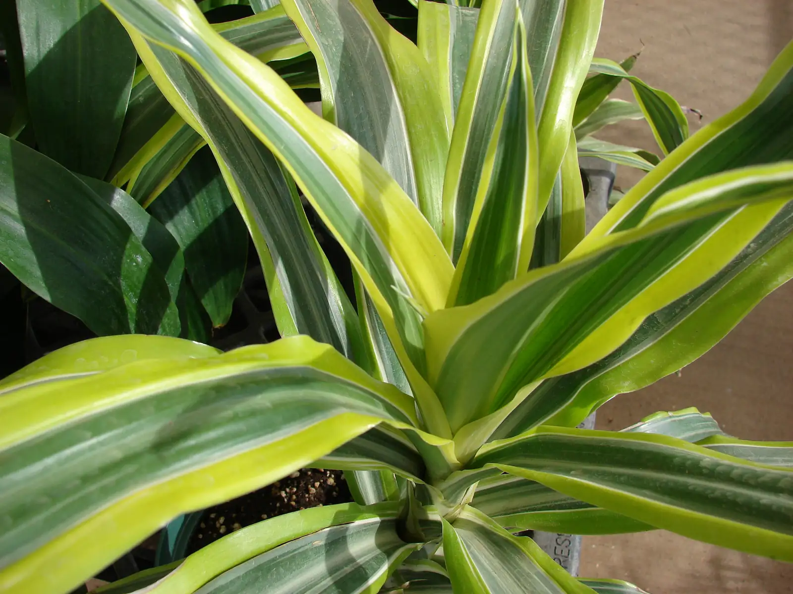Dracaena fragrans in African forest