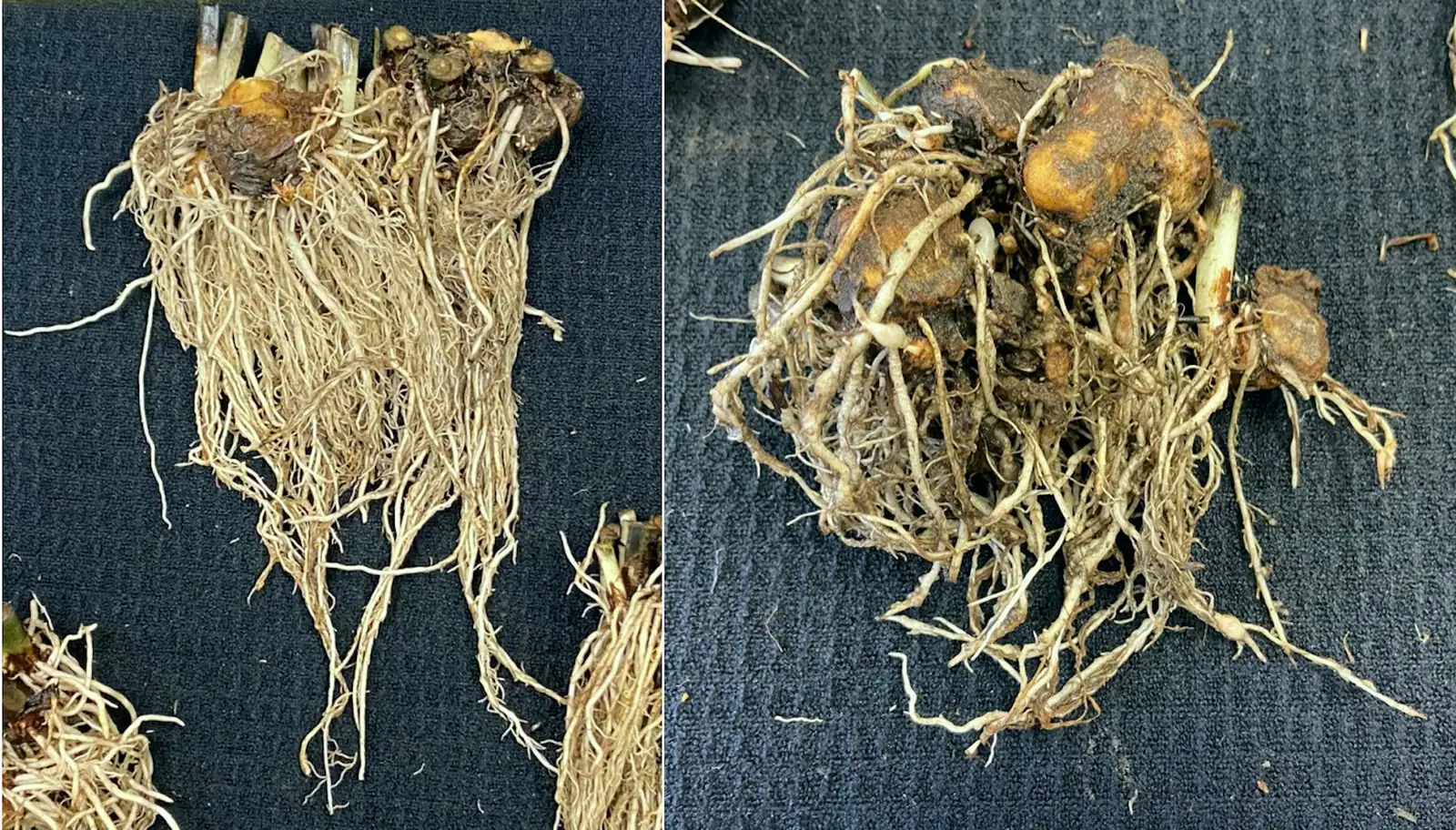 caladium root rot issue