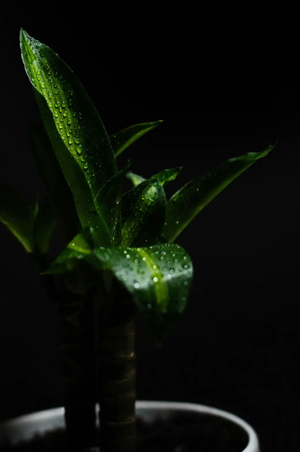 Dracaena fragrans cane sections in vase