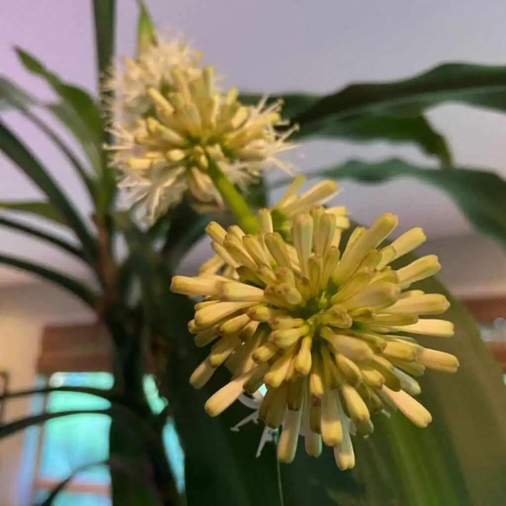 Dracaena fragrans flowers close-up