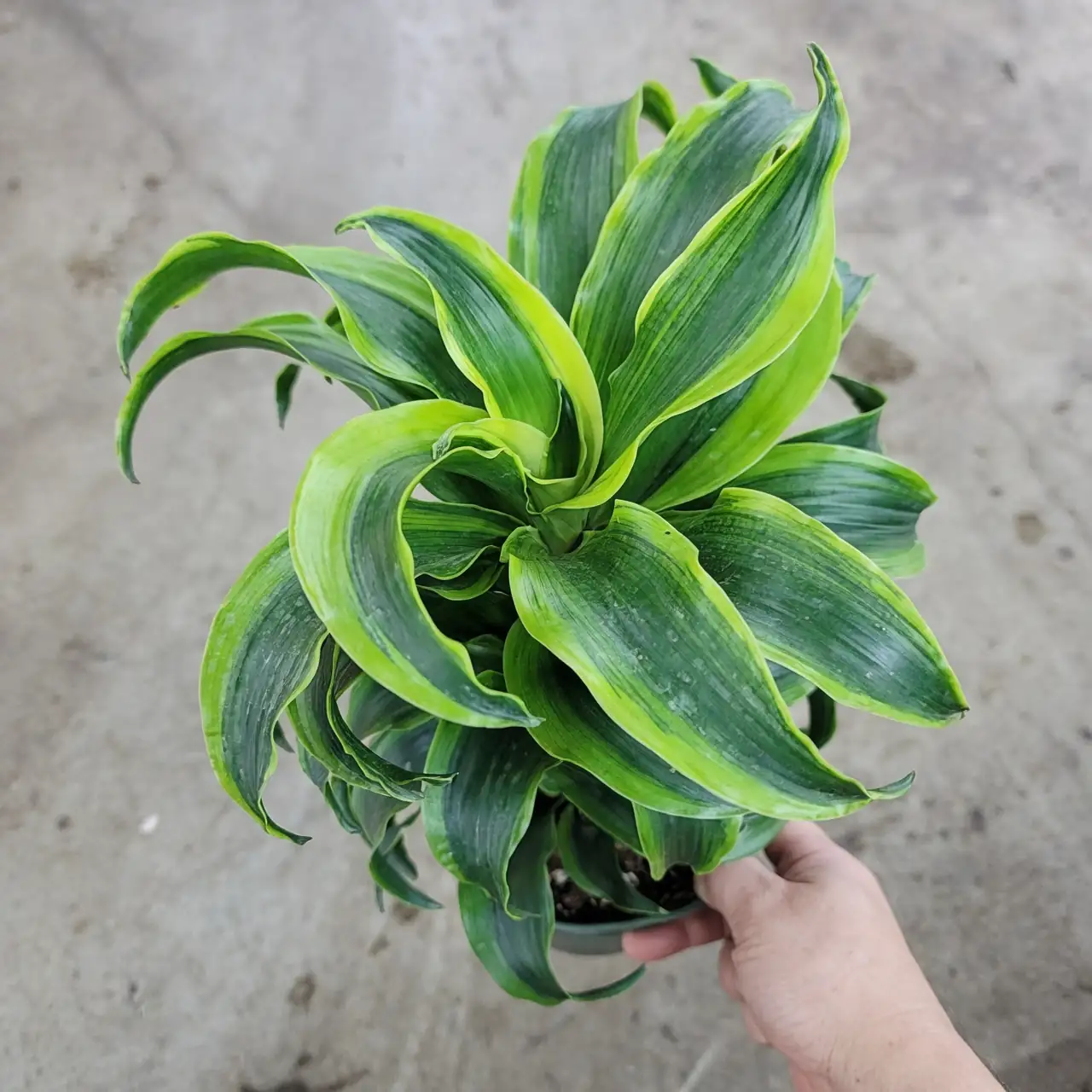 dracaena fragrans blooming flowers