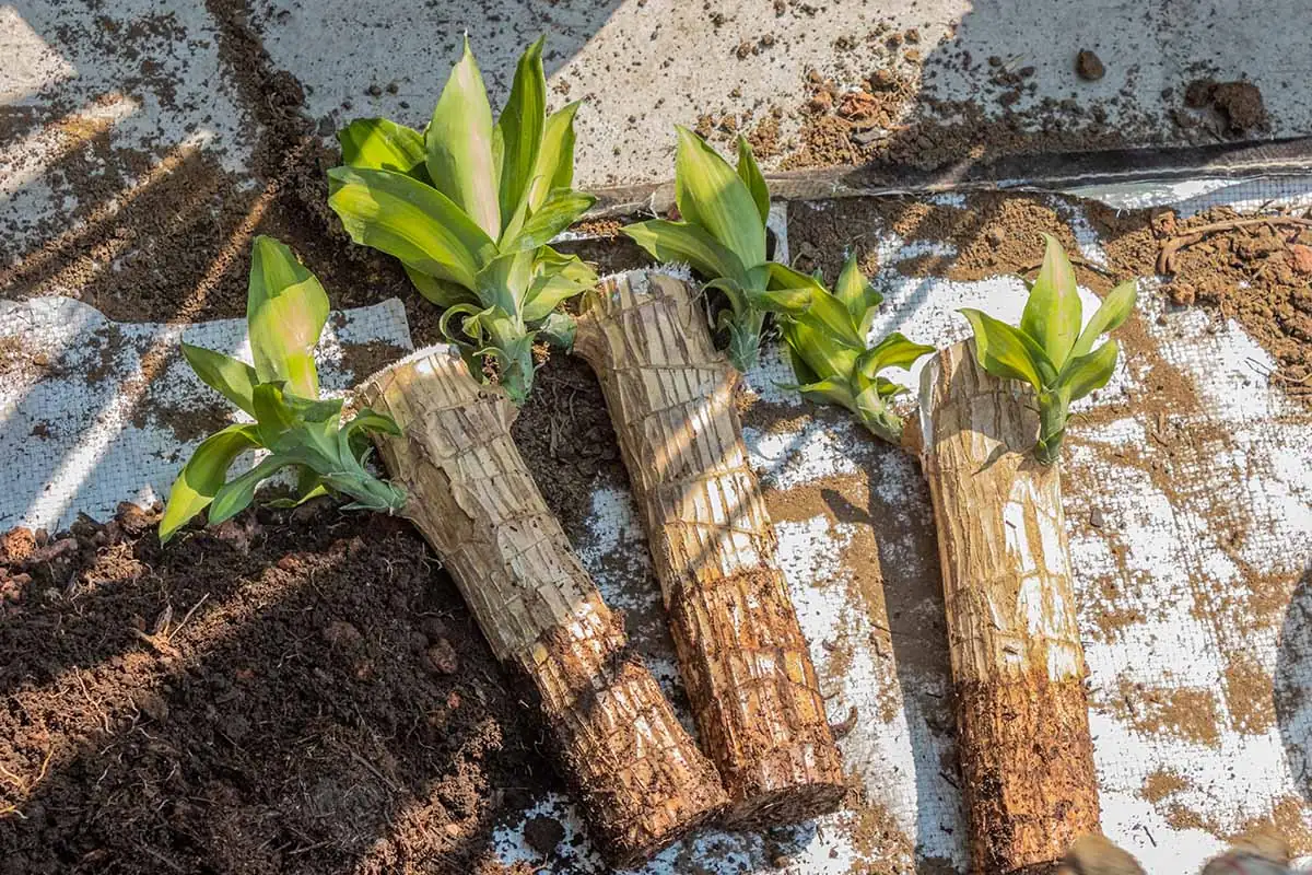 dracaena fragrans propagation process