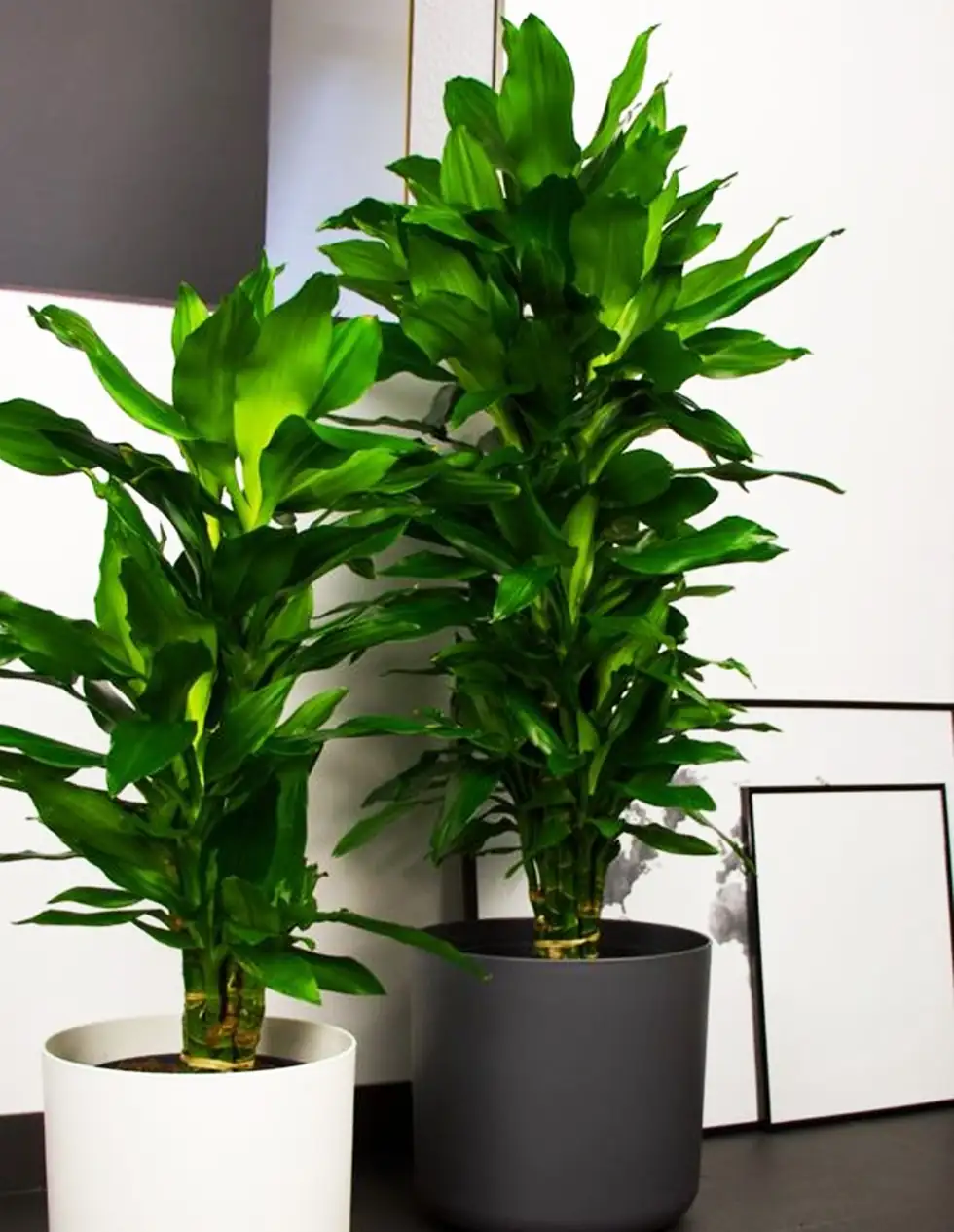 Corn Plant Symbolism: Resilience and Growth in Every Leaf