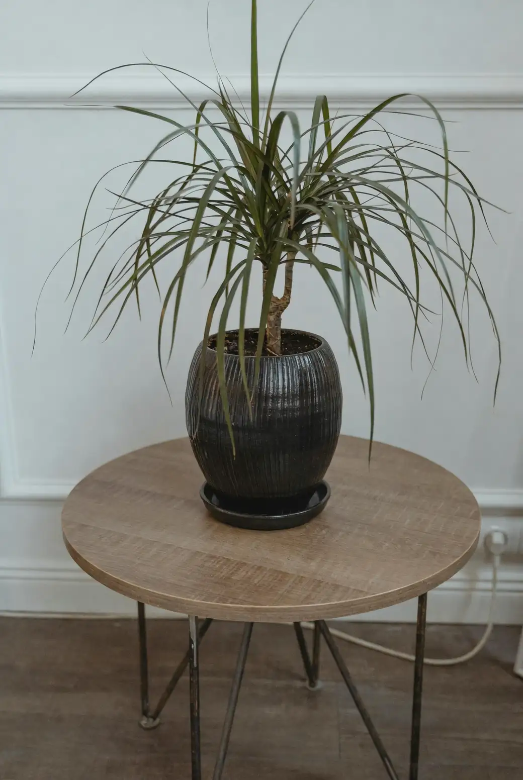 dracaena fragrans blooming indoors