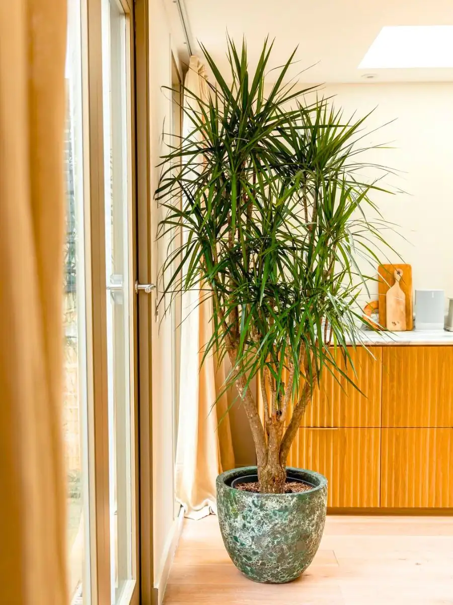 dracaena fragrans feng shui home