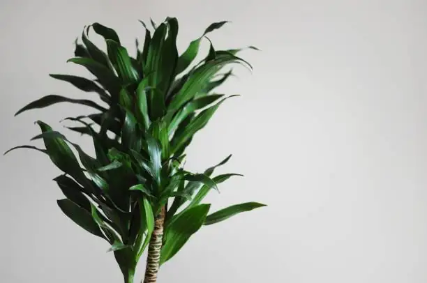 Transforming Spaces: How to Use Corn Plants in Interior Design