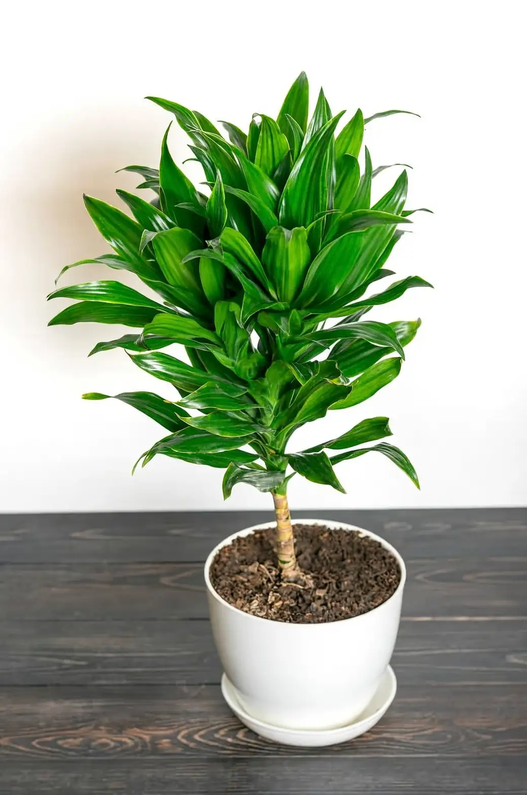 dracaena fragrans minimalist decor