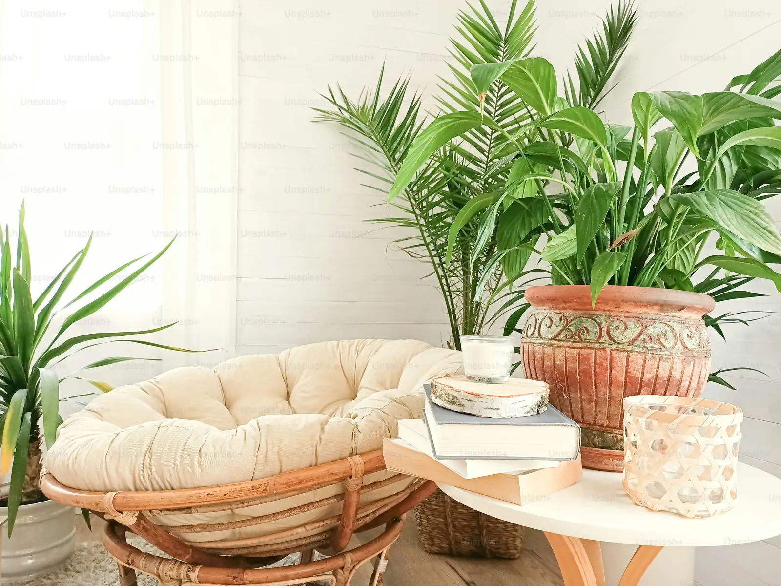 dracaena fragrans bohemian style