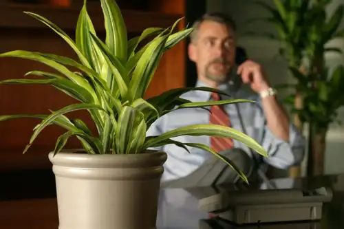 dracaena fragrans office setting