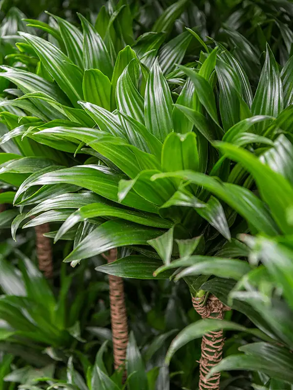 Dracaena Propagation Masterclass: Turn One Plant Into Many!