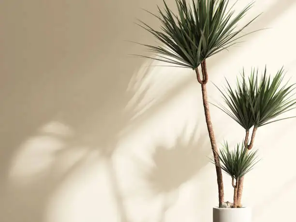 dracaena propagation tools