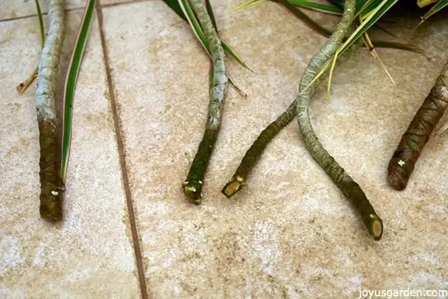dracaena top cuttings preparation