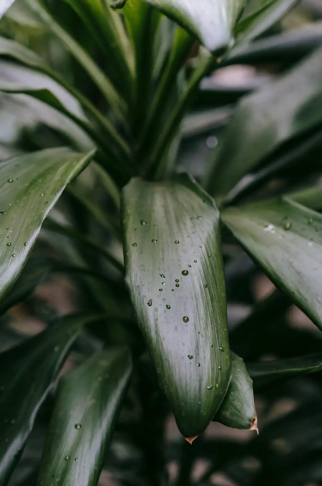 dracaena cuttings in water