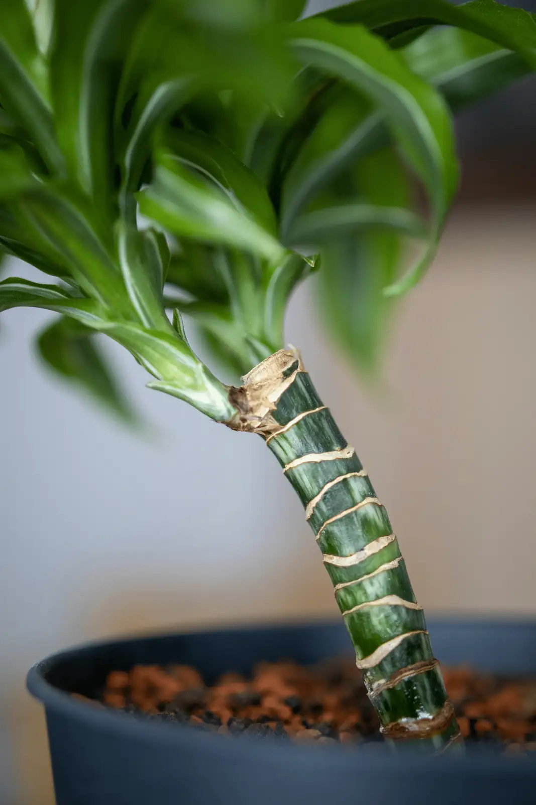 Green Companions: Best Plants to Pair with Dracaena Fragrans