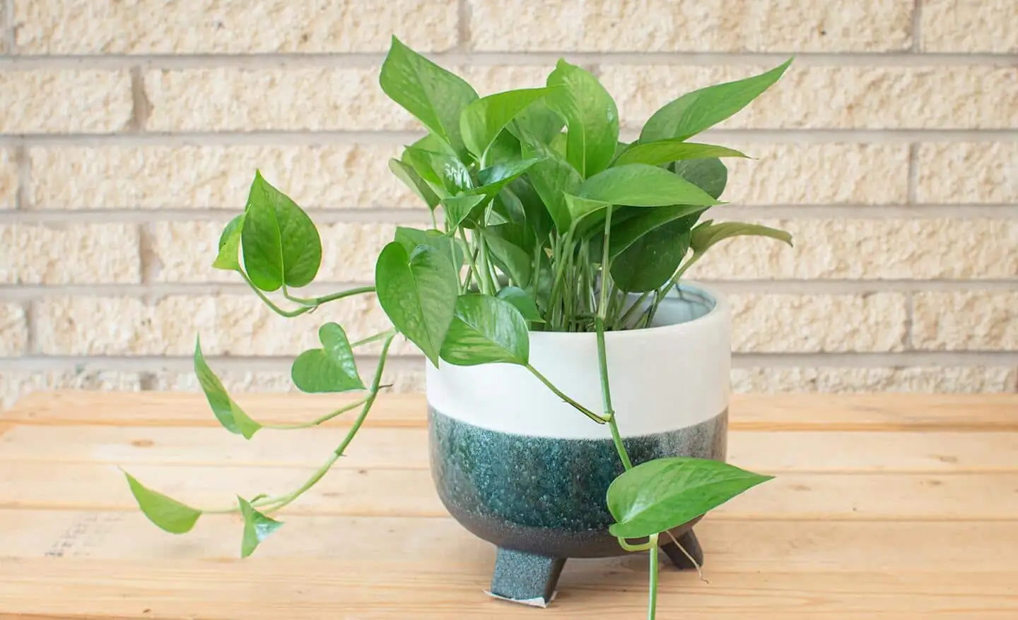 pothos trailing vines indoor