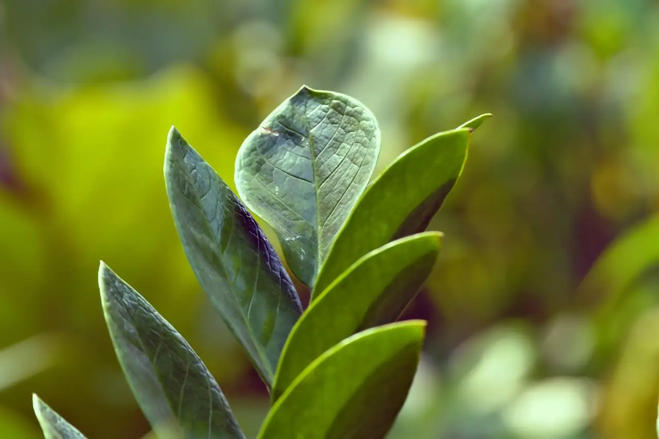 zz plant glossy leaves close-up
