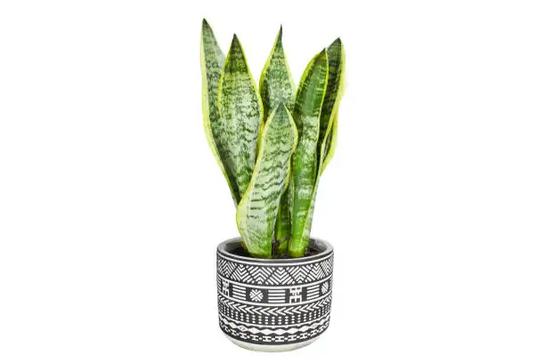 snake plant modern decor