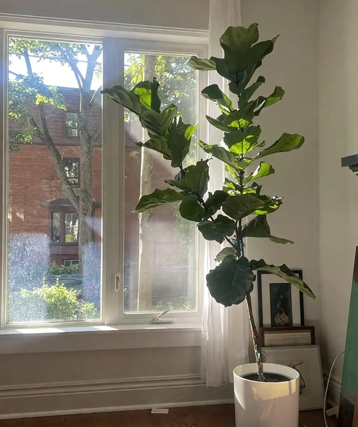 fiddle leaf fig sunlight window