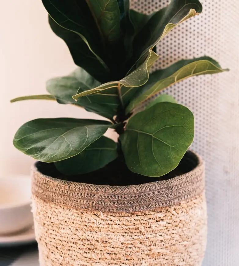 fiddle leaf fig seasonal care