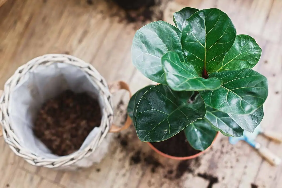 fiddle leaf fig humidifier setup