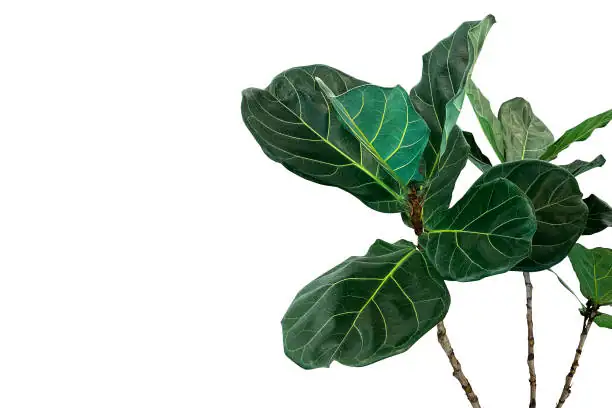 spider mites on fiddle leaf fig