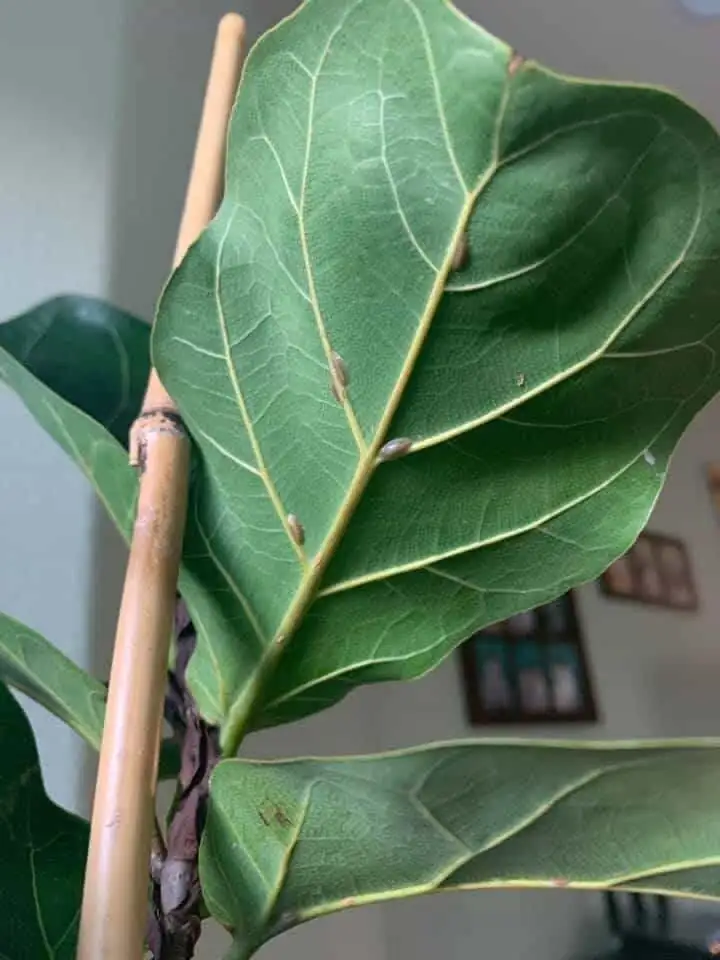 scale insects on fiddle leaf fig