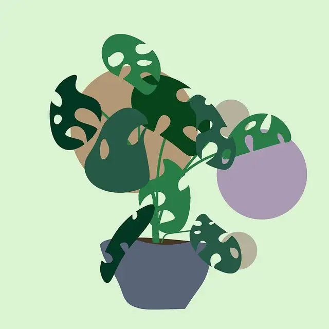 ladybugs on houseplant