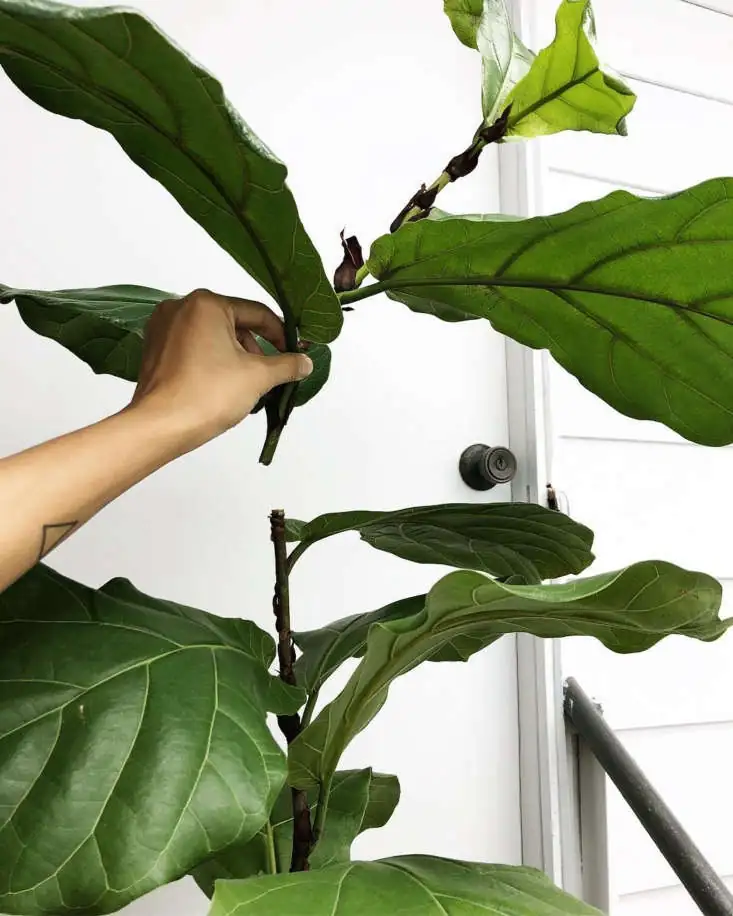 From West Africa to Your Living Room: The Journey of the Fiddle Leaf Fig