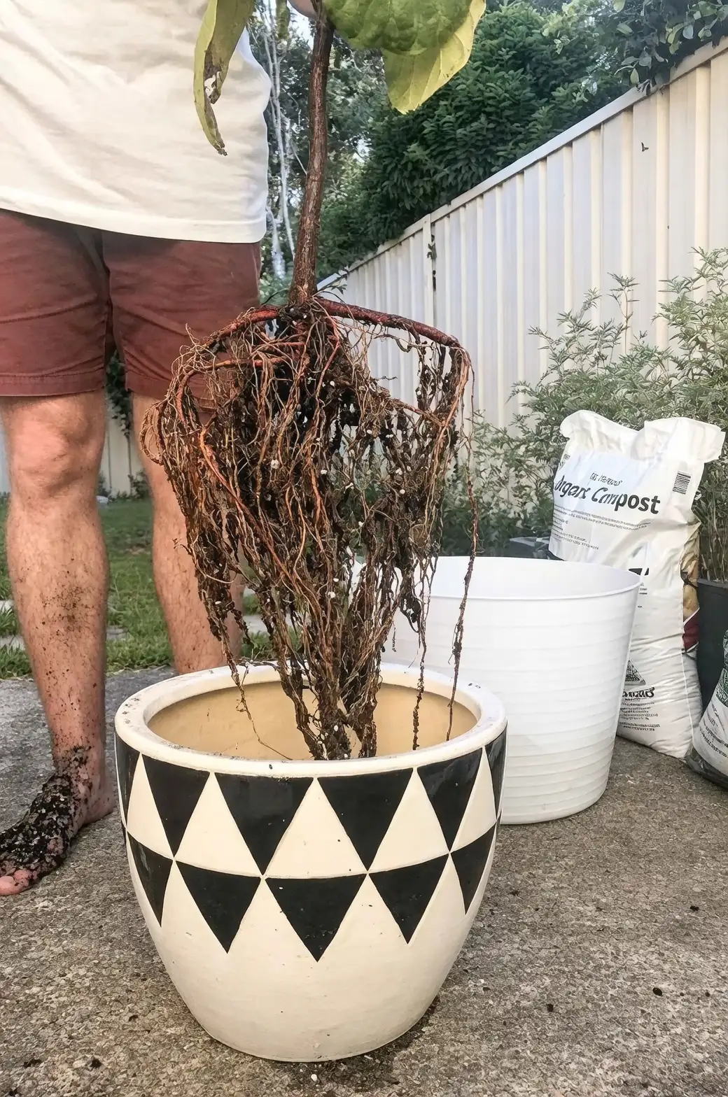 Fiddle Leaf Fig epiphyte roots