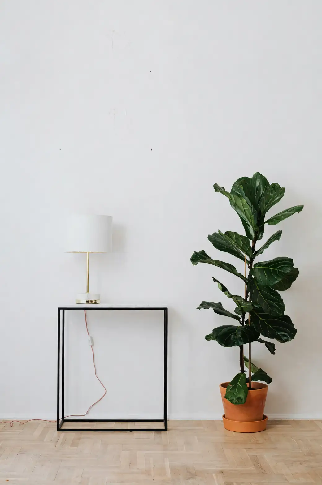 Fiddle Leaf Fig in modern living room