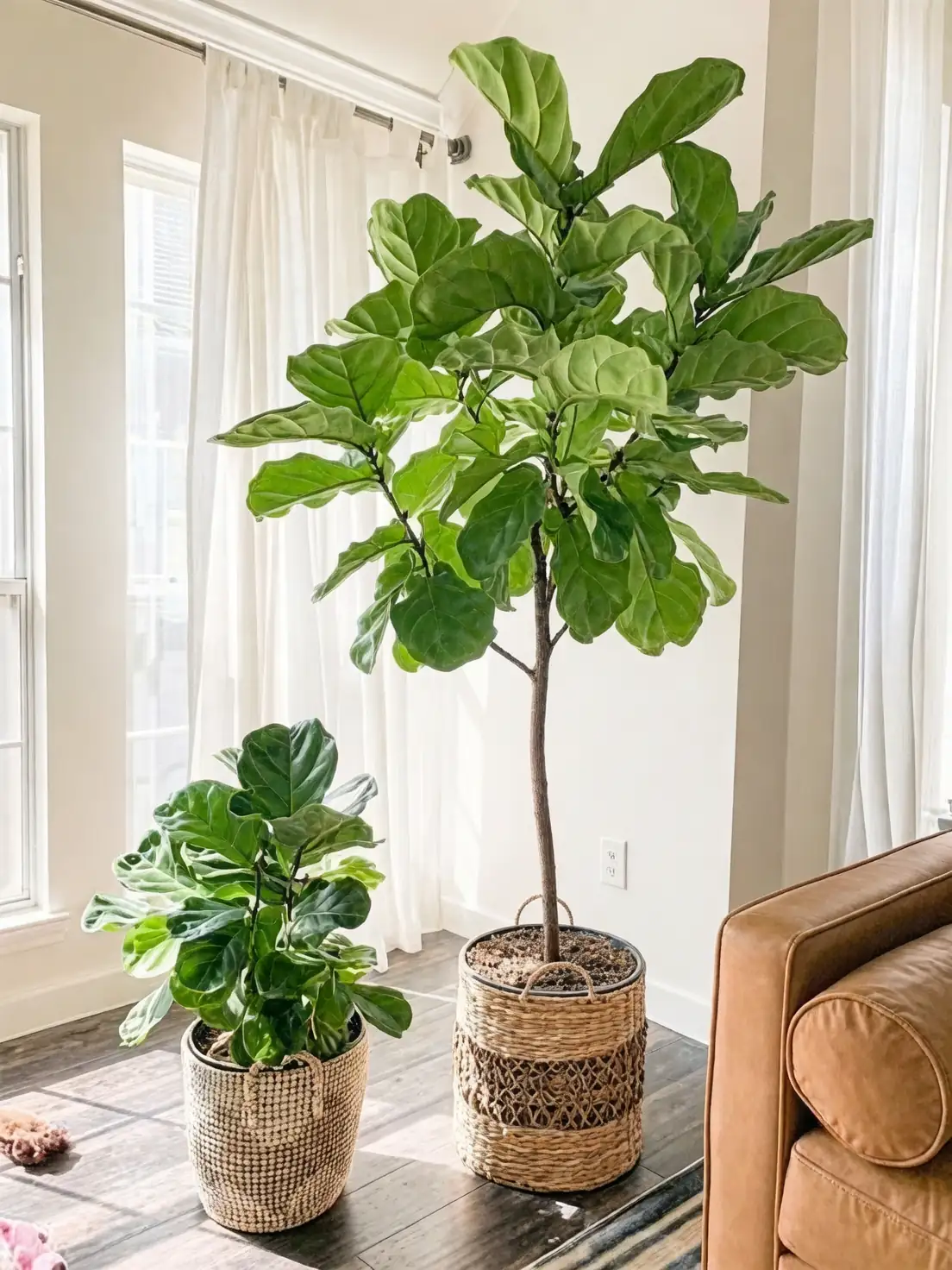 Fiddle Leaf Fig care tips