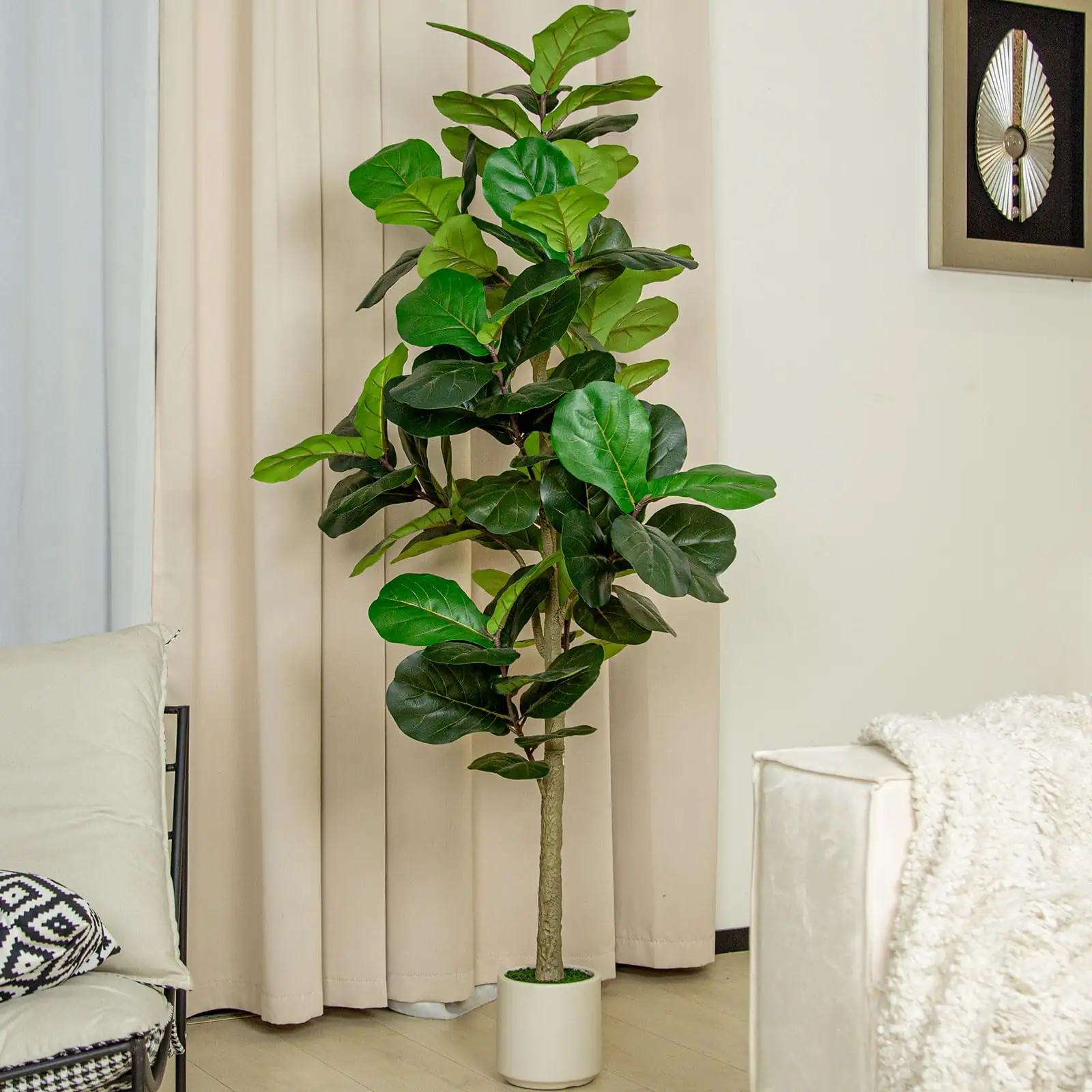 Fiddle Leaf Fig Fun Facts: Nature’s Grand Illusions and Hidden Flowers