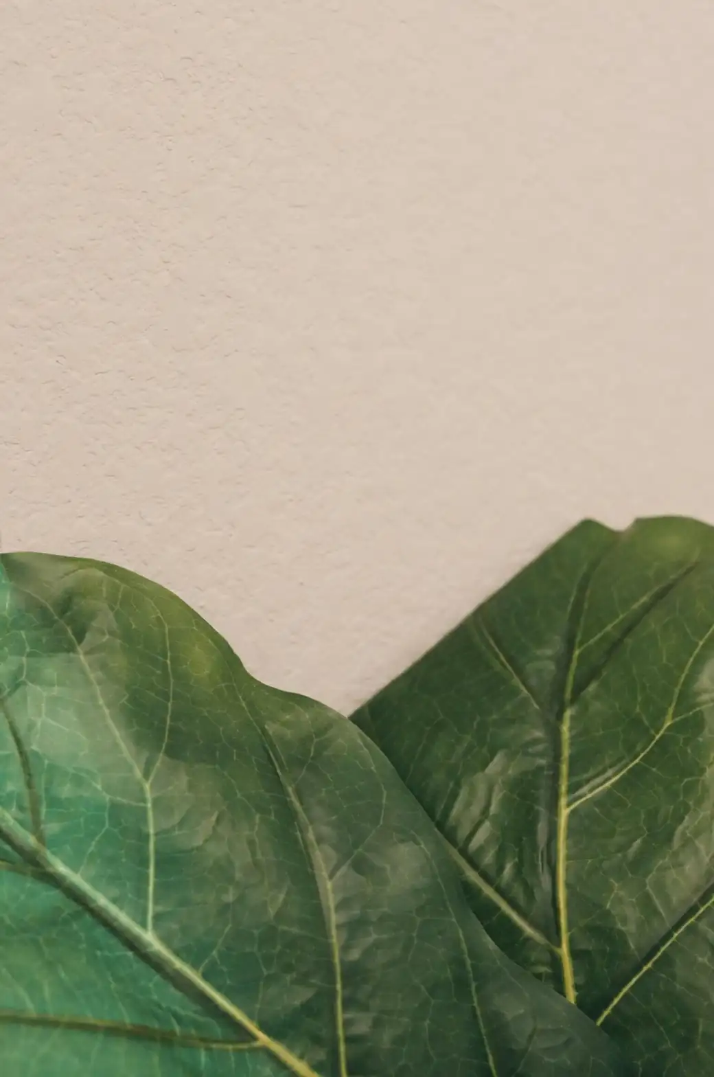 fiddle leaf fig leaf close-up