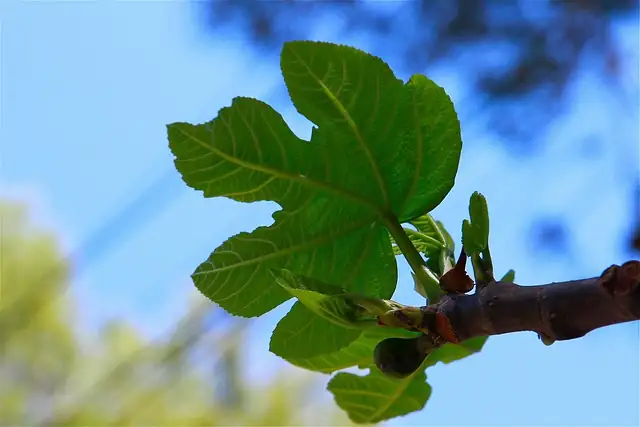 fiddle leaf fig syconium close-up