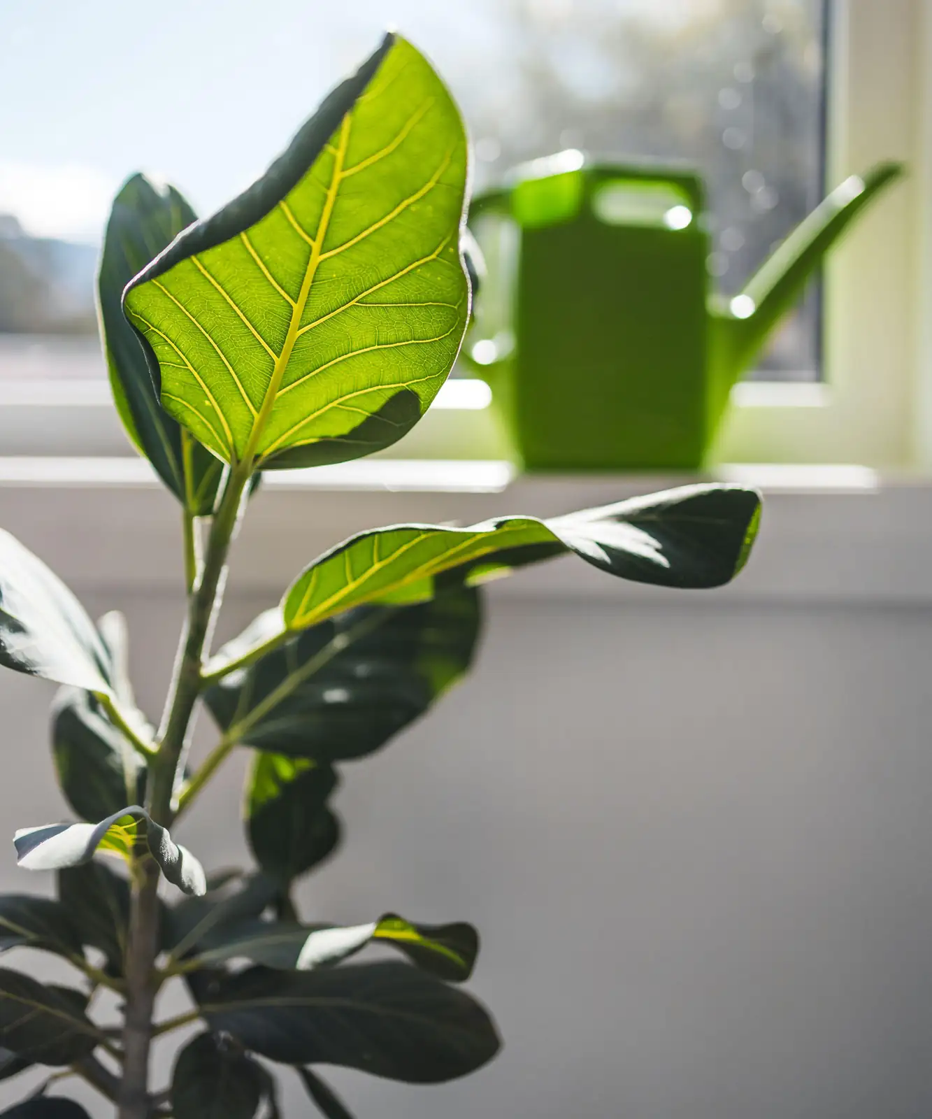fiddle leaf fig near window