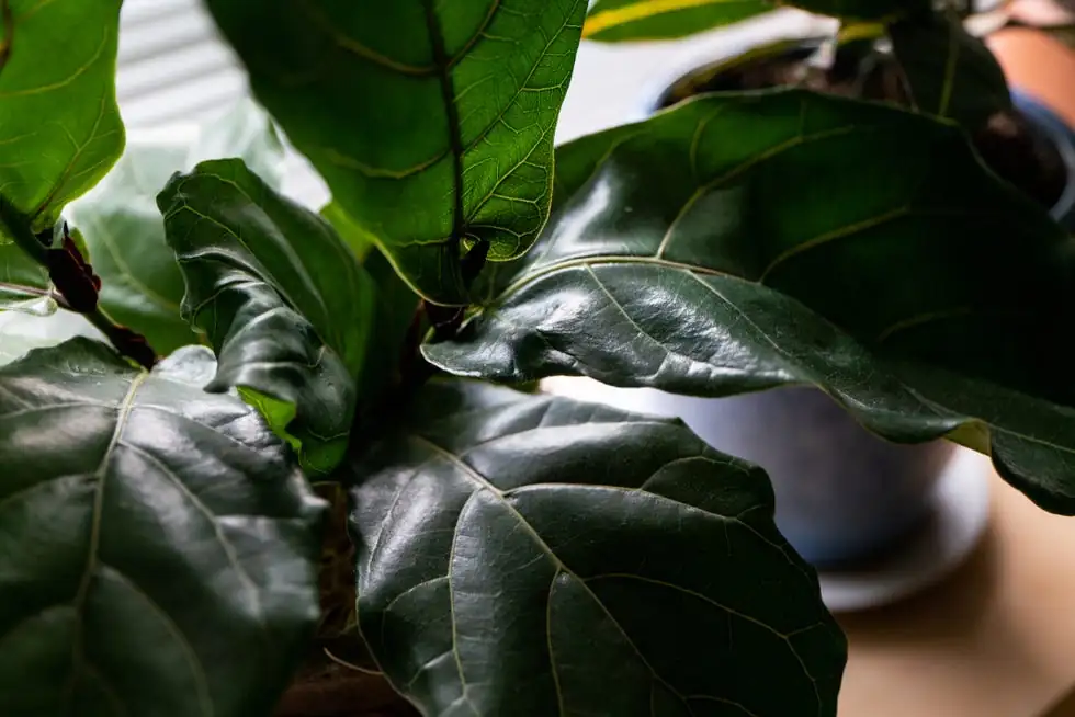 fiddle leaf fig east-facing window