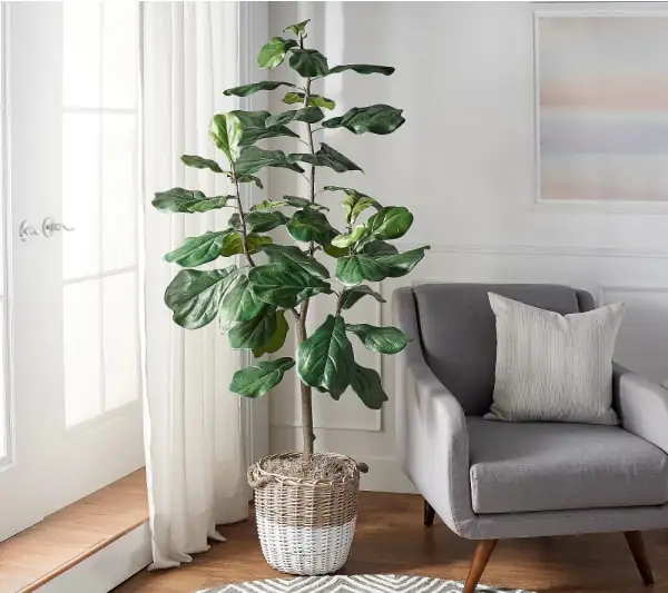 fiddle leaf fig artistic decor