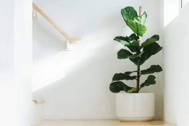 fiddle leaf fig minimalist apartment