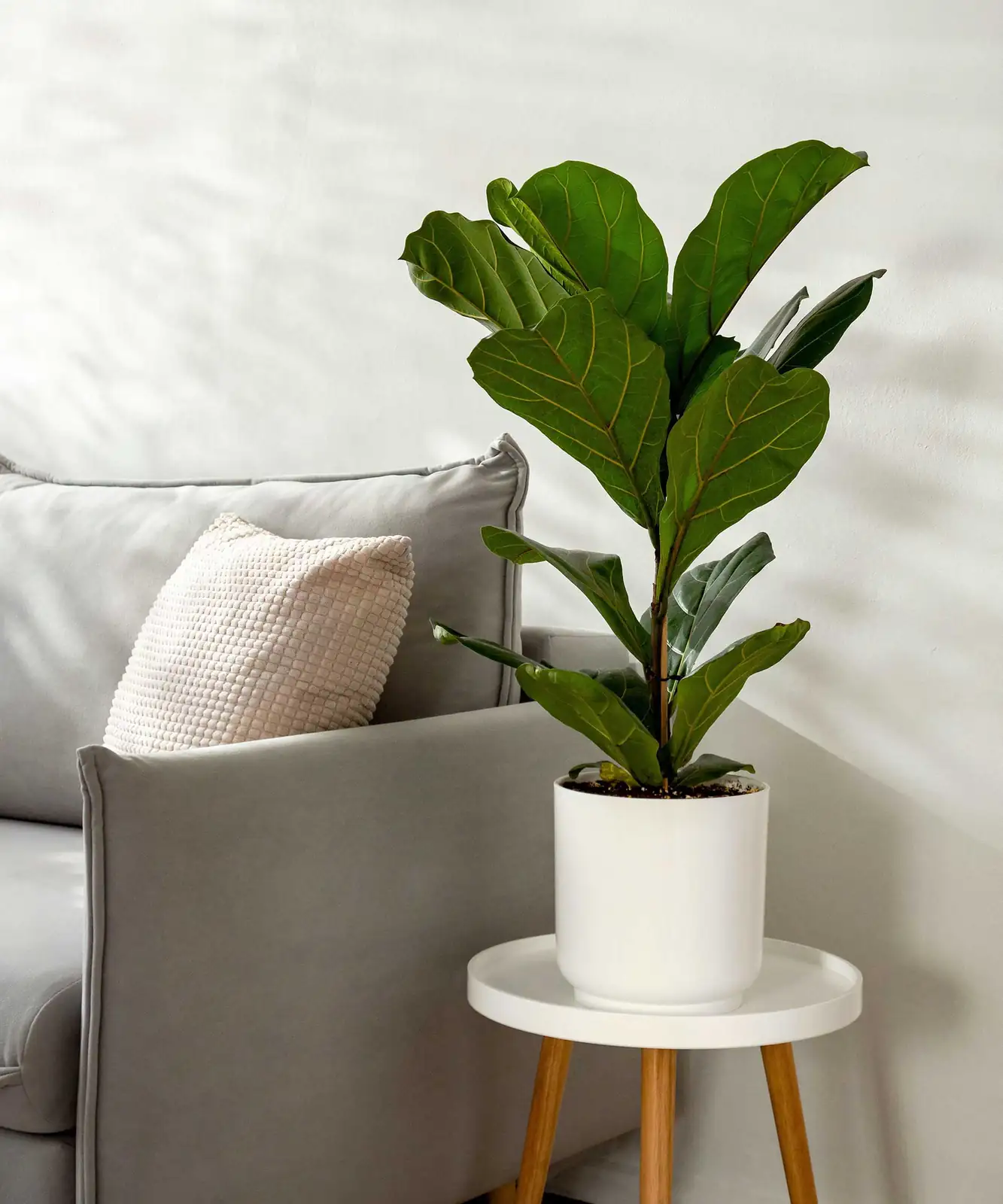 fiddle leaf fig corner placement